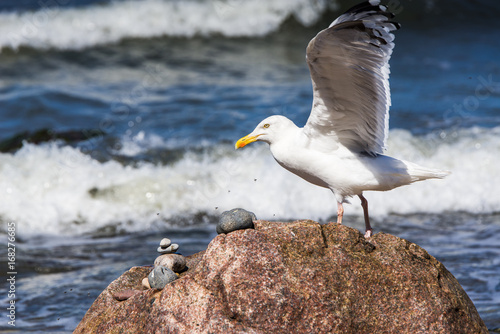 Heringsmöwe auf Fels am Meeresufer