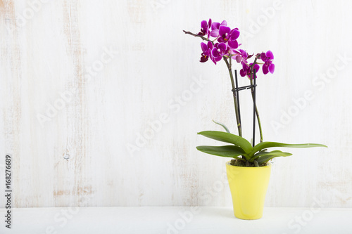 Fototapeta Naklejka Na Ścianę i Meble -  Orchid (Phalaenopsis )
