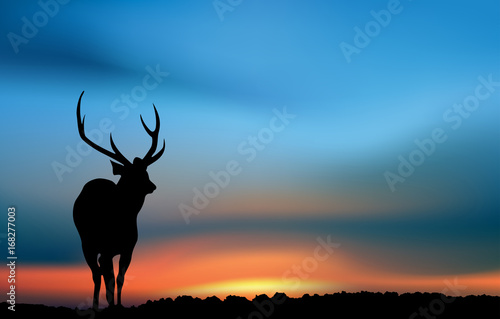Deer at the sunrise