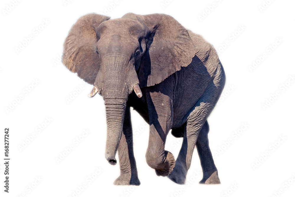 Fototapeta premium African elephant (Loxodonta africana
