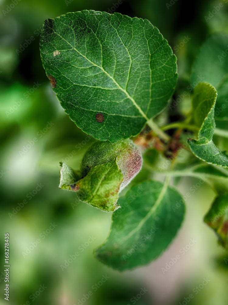 Fototapeta premium Apples on tree