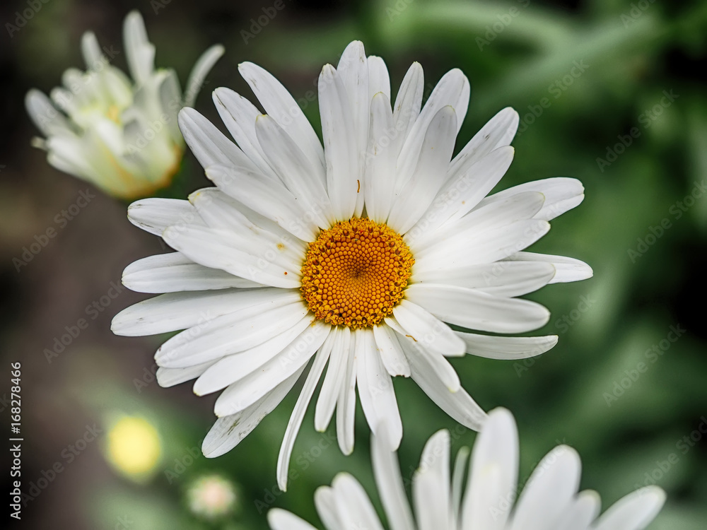 Fototapeta premium Chamomile in the forest