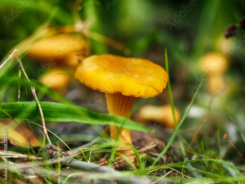 Mushroom chanterelle in the forest