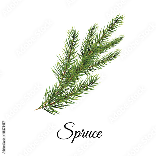 Spruce branch vector illustration. Realistic spruce branch