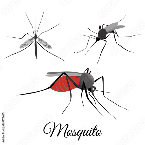 Mosquito vector illustration set. Mosquito collection of drawings