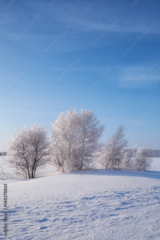 Birch trees under hoarfrost in snow field in winter season Birch trees under hoarfrost in snow field in winter season