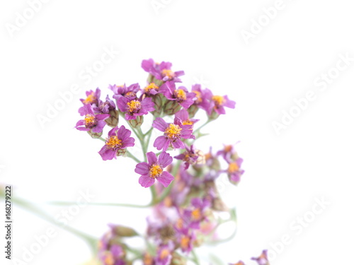 Yarrow flowers on white background