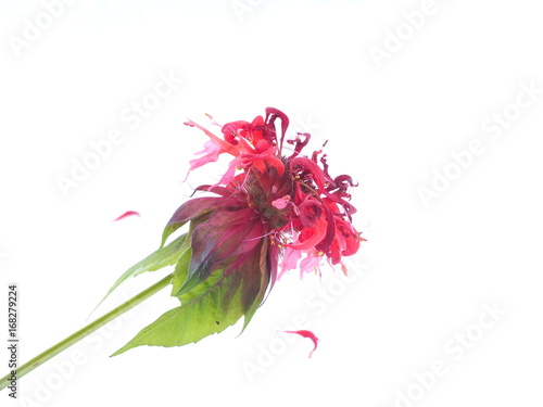 Bergamot flowers on white background photo