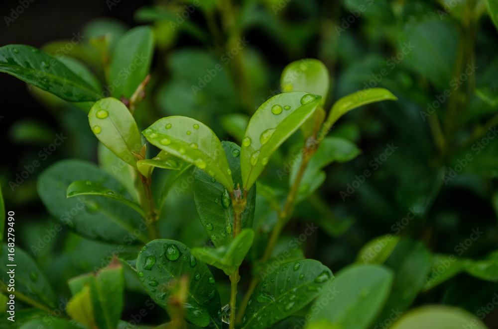  Drops on the leaves