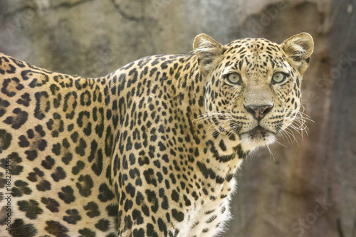 Leopard at tenerife zoo