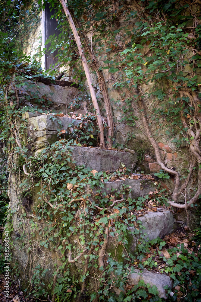 Fototapeta premium Overgrown steps to abandoned building.