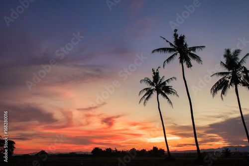 coconut tree during sunset