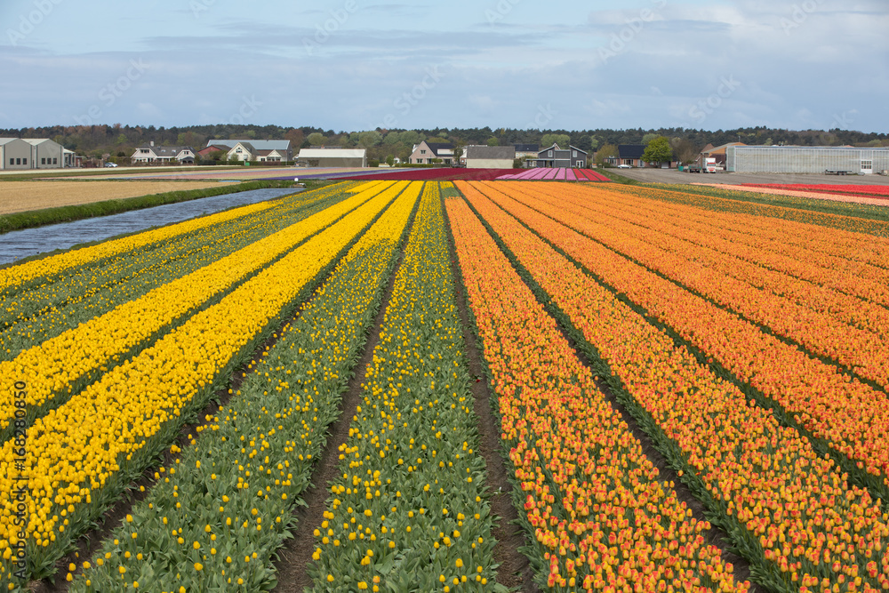Tulip fields of the Bollenstreek, South Holland, Netherlands Tulip fields of the Bollenstreek, South Holland, Netherlands