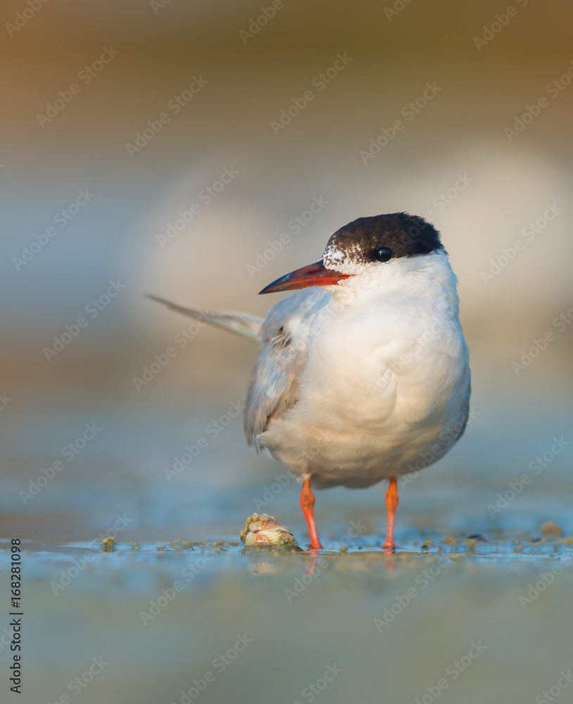 Common tern (Sterna hirundo) Common tern (Sterna hirundo)
