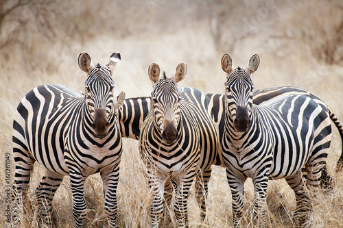 Zebras (Equus burchellii)