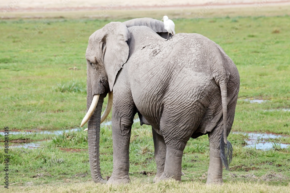 Fototapeta premium African elephant (Loxodonta africana)