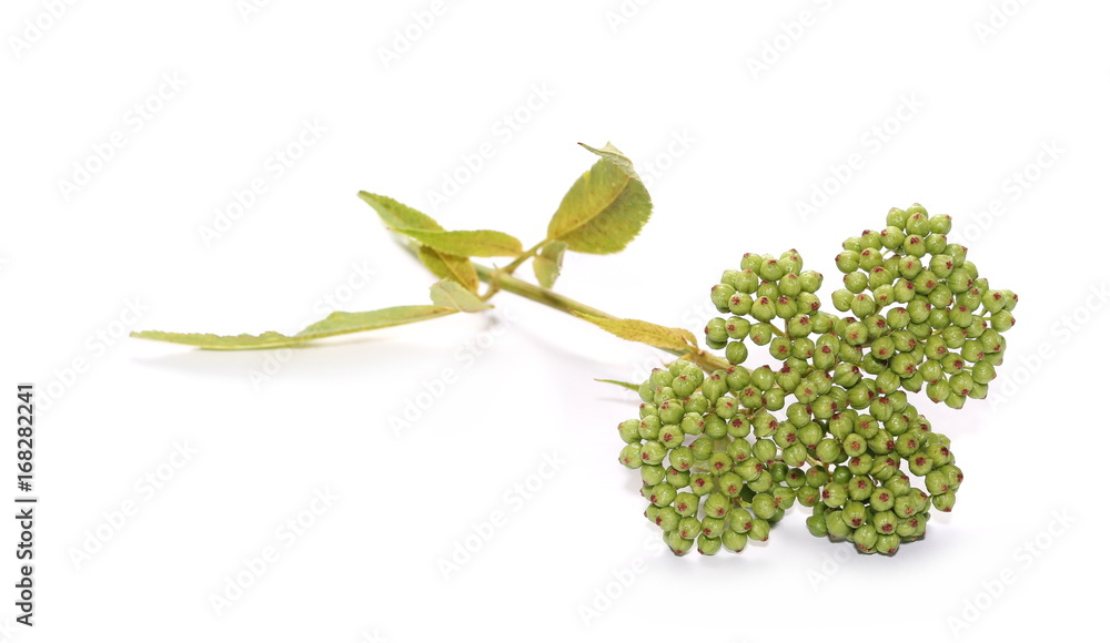 Danewort , Dwarf Elder, Walewort (Sambucus ebulus), European, ripe ...
