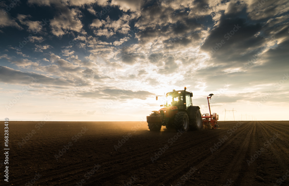 Fototapeta premium Farmer with tractor seeding - sowing crops at agricultural field in spring