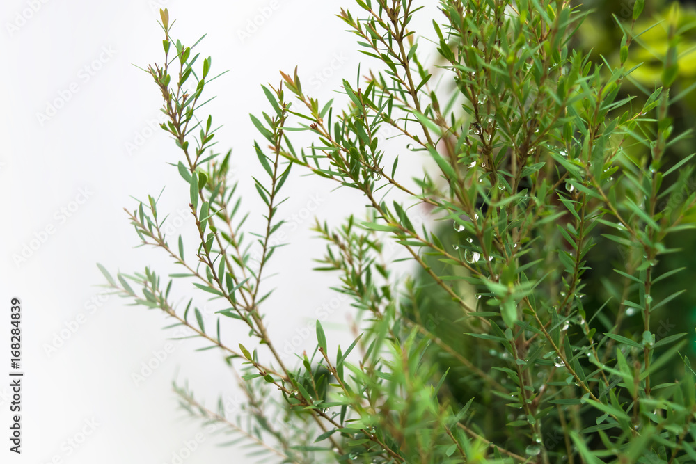 Natural background, rain drops on pine tree Natural background, rain drops on pine tree