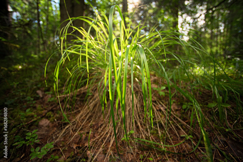 Grass sedge in the sunlight in the forest