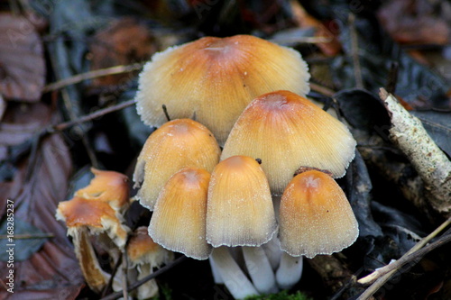 Mycena renati photo