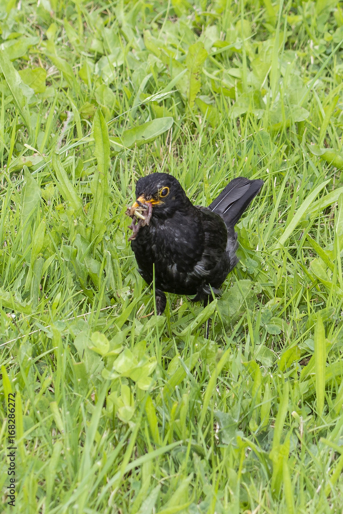 A male blackbird in the grass with a beak meal. A male blackbird in the grass with a beak meal.