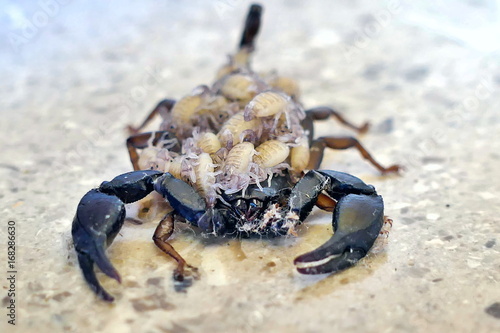 A female scorpion carrying its offspring on its back - front view