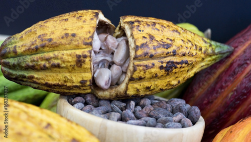 Kakaofrucht und Kakaobohnen organic photo