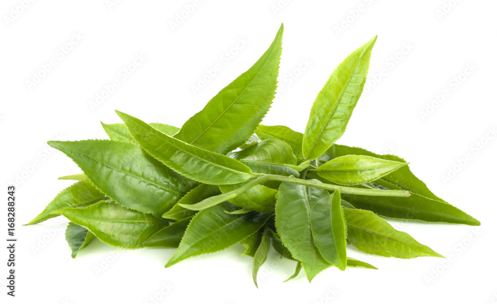 green tea leaf isolated on white background green tea leaf isolated on white background