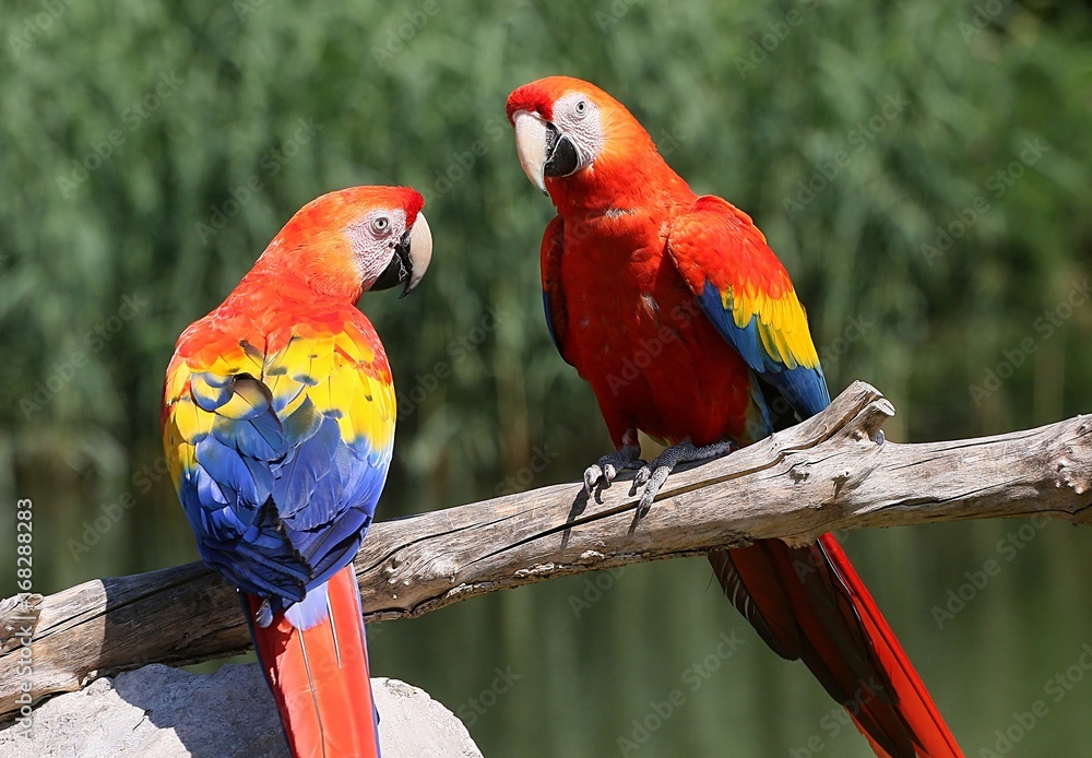 Naklejka premium Pair of South American Scarlet Macaws (Ara Macao) a male and a female.