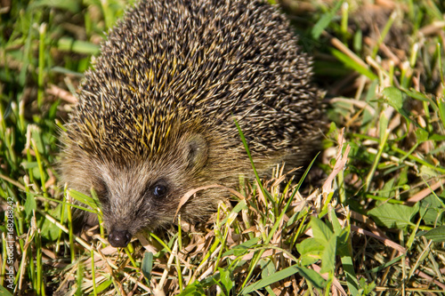 Young prickly hedgehog in green grass