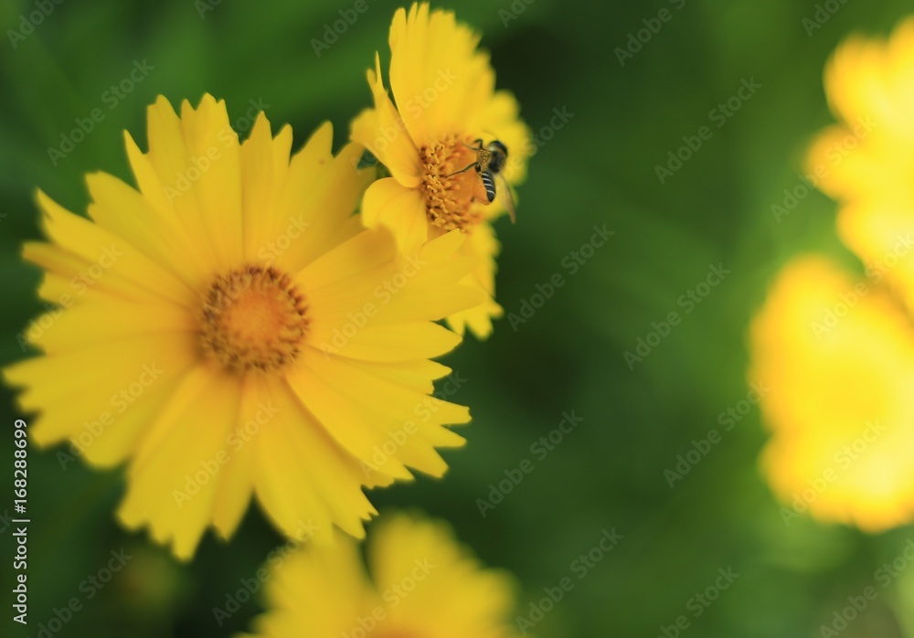 Bee full of nectar on yellow flower Bee full of nectar on yellow flower