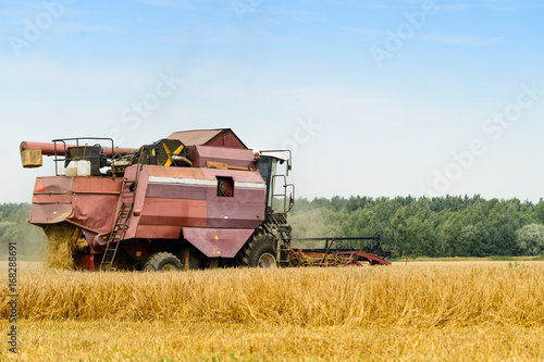 Agriculture machine harvesting golden ripe wheat in field for grain export. Agriculture and farming concept
