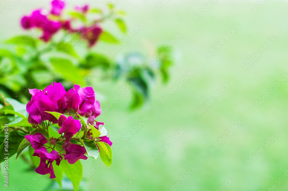Fototapeta premium Pink bougainvillea flowers