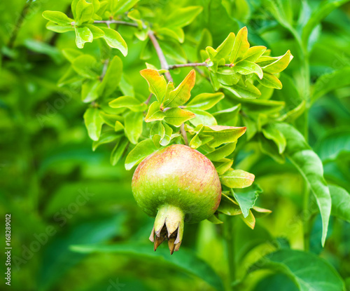 Pomegranate fruits on the tree