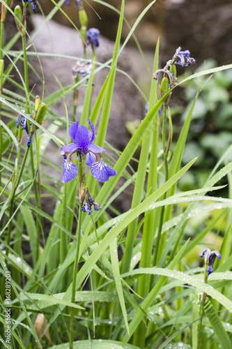Fototapeta Naklejka Na Ścianę i Meble -  Purple flower of irises and green leaves after rain.