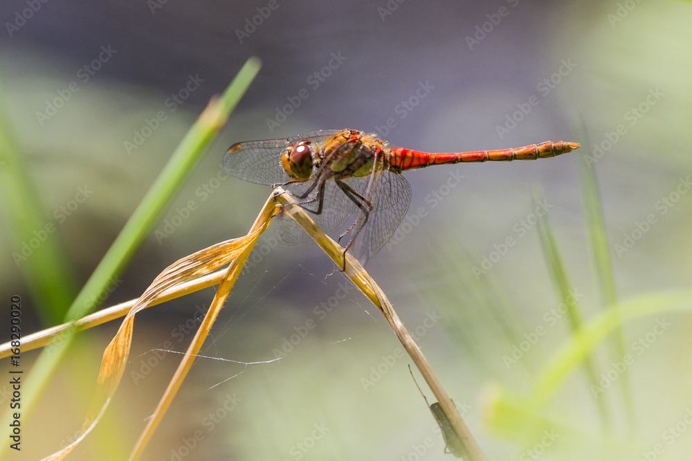Female Common Darter Dragonfly in British Summer Female Common Darter Dragonfly in British Summer