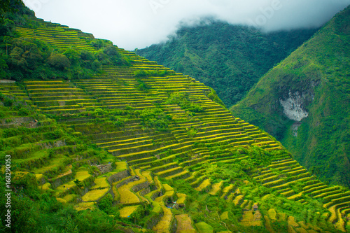 Philippine Rice Terrace Steps - a Foggy Green Hillside in Batad  Ifugao