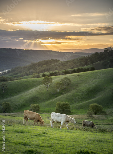 Cow farm in Lithgow west of Sydney © leelakajonkij