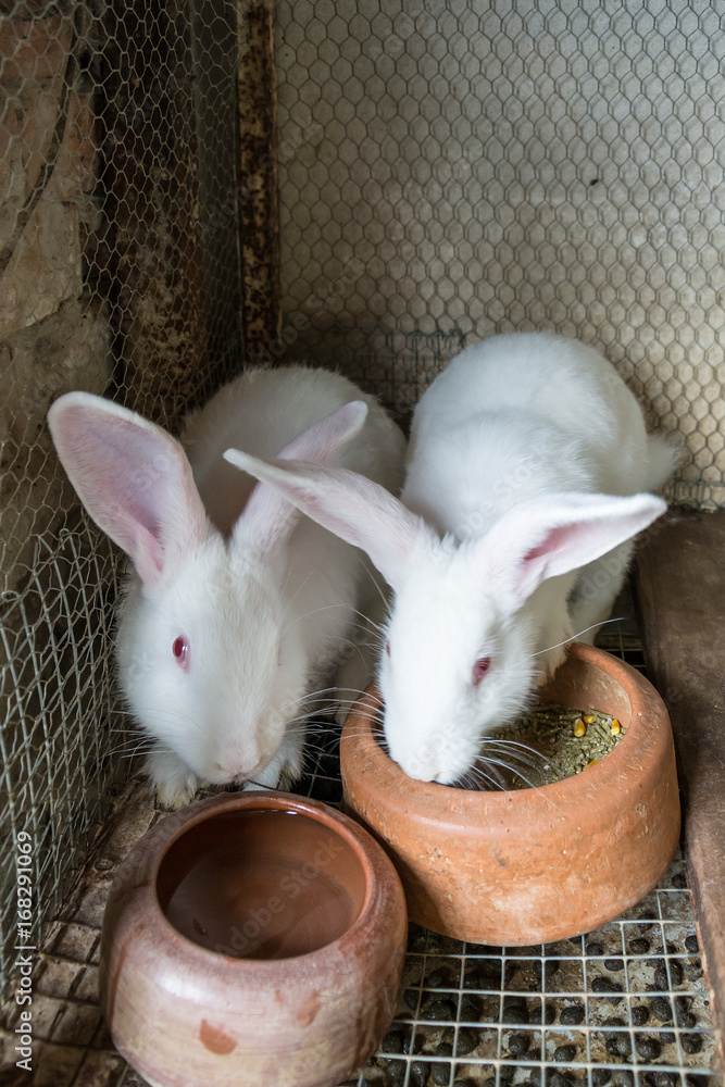 Naklejka premium White rabbits in the cage
