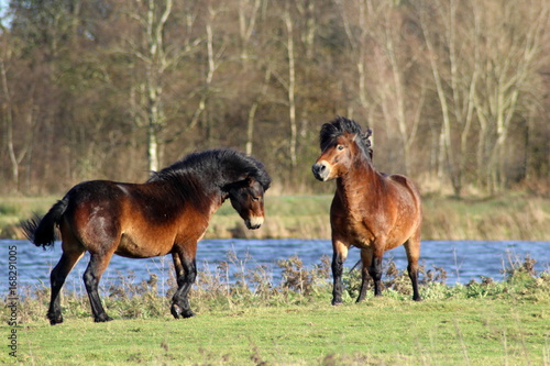 Wild exmoor ponies