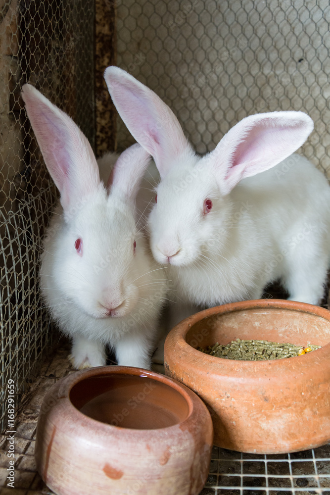 Obraz premium White rabbits in the cage