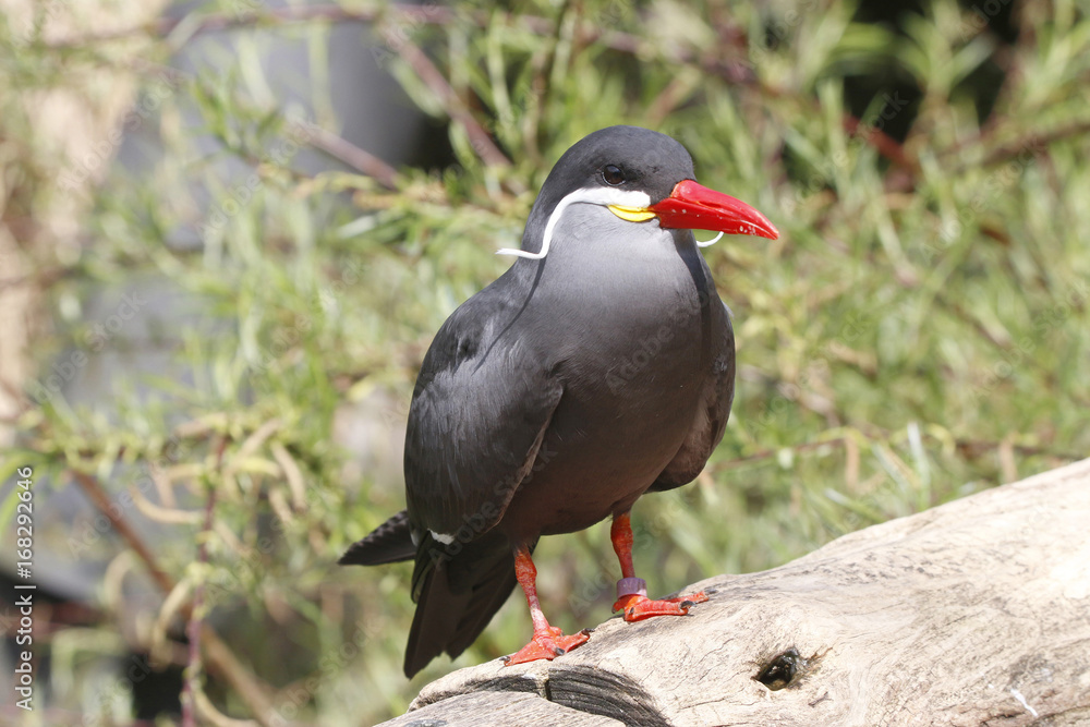 Inkaseeschwalbe (Larosterna inca) Inkaseeschwalbe (Larosterna inca)