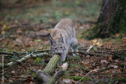 Eurasischer Luchs oder Nordluchs (Lynx lynx) im Herbstwald