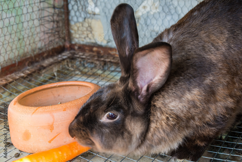 Naklejka premium Brown rabbit in the cage