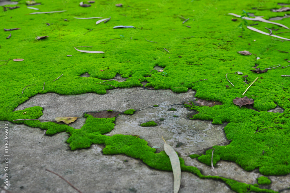 moss on rock , use for background moss on rock , use for background