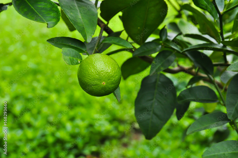 lime lime
