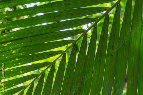 Die Palmwedel einer Howea Forsteriana  Kentia