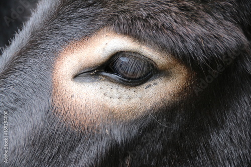 Donkey, Asinus, Ass, Equus asinus asinus / The African wild ass is the ancestor of the Equus asinus asinus.