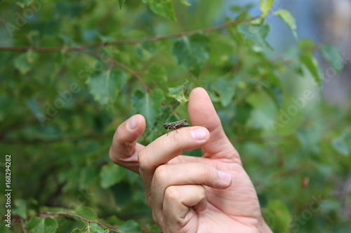 owad na dłoni konik polny © Joanna
